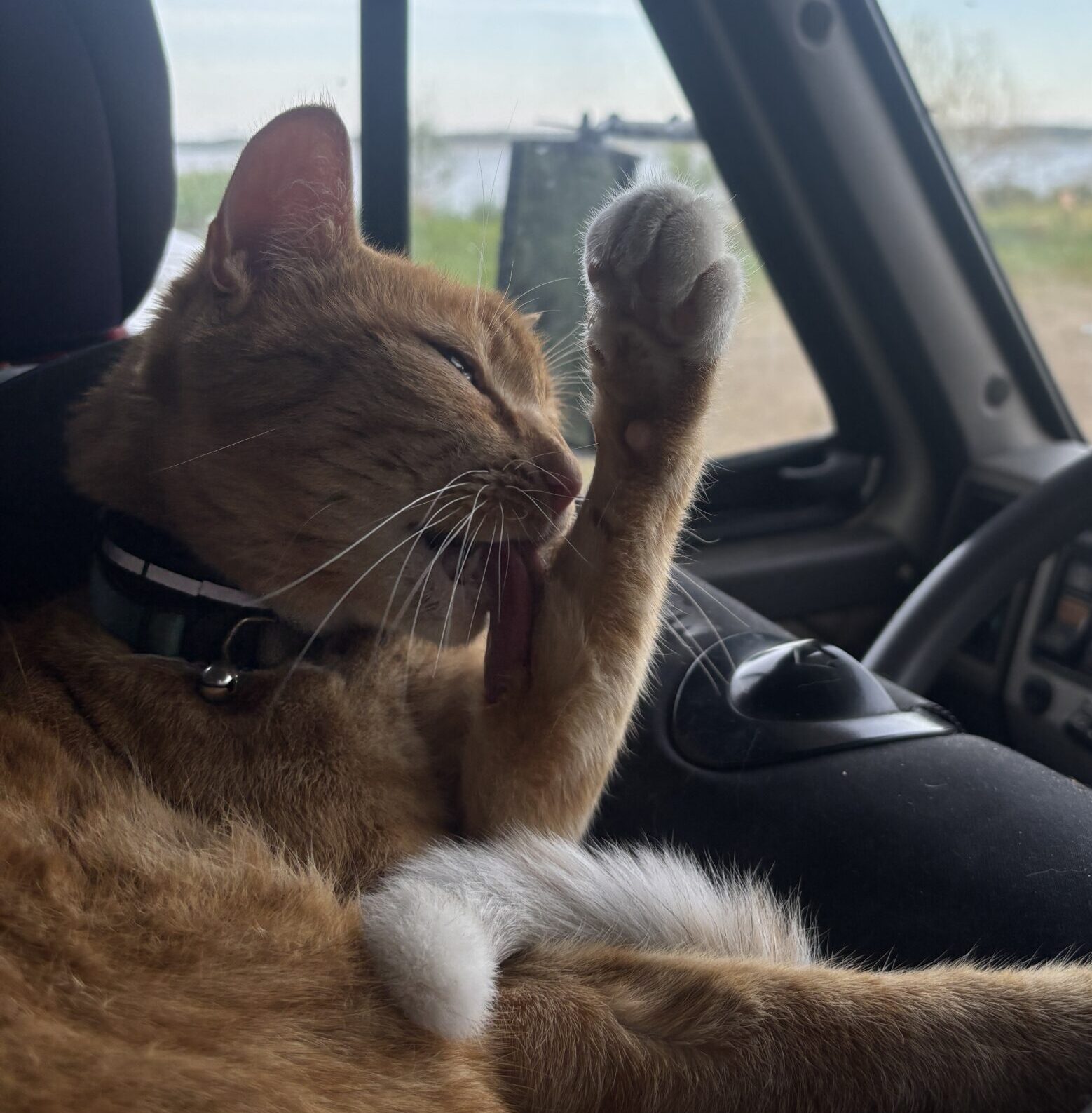 Die Schirmis Reisefamilie Oldtimerwohnmobil Anne Schirmer Anton Edgar UGC Wohnmobil Katze Kater Jimi